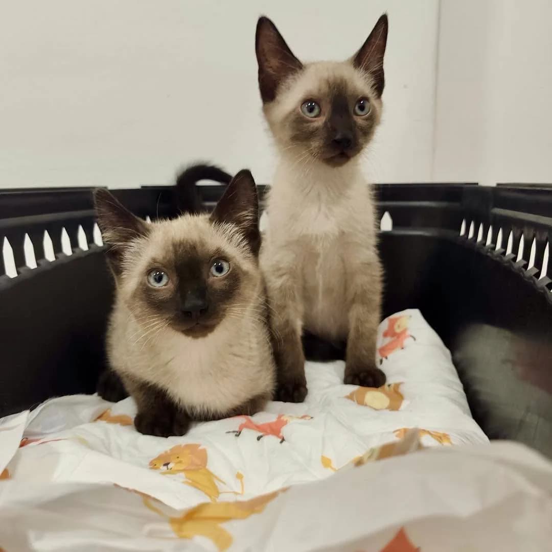 Júpiter & Junipero, male mixed breed for adoption at Rafeiros SOS