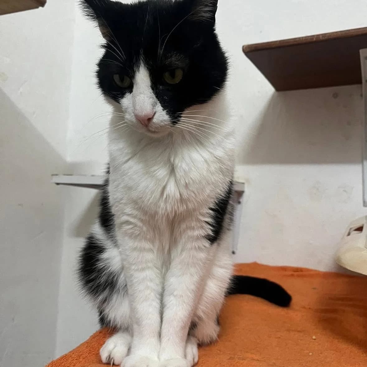 Lucius, male 5yo mixed breed for adoption at Rafeiros SOS