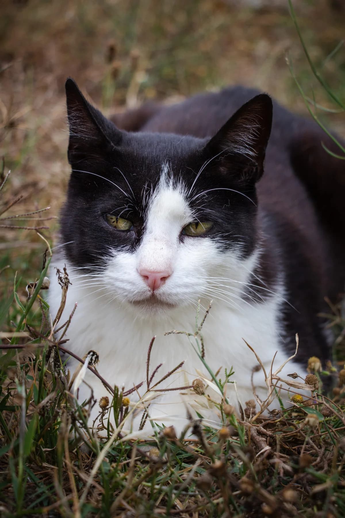 Borbela, Mixed Breed for adoption at Santuário Animal Vida Boa