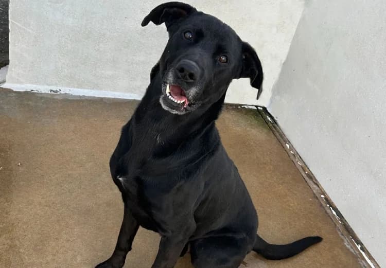 Batman, male puppy Labrador Retriever for adoption at Sítio dos Animais — Sintra, Sintra