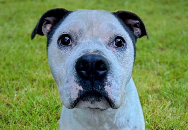 Blake, male puppy Pit Bull Terrier for adoption at Sítio dos Animais — Sintra, Sintra