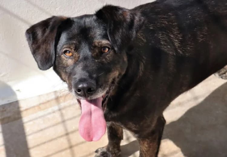 BOND, male puppy Mixed Breed for adoption at Sítio dos Animais — Sintra, Sintra