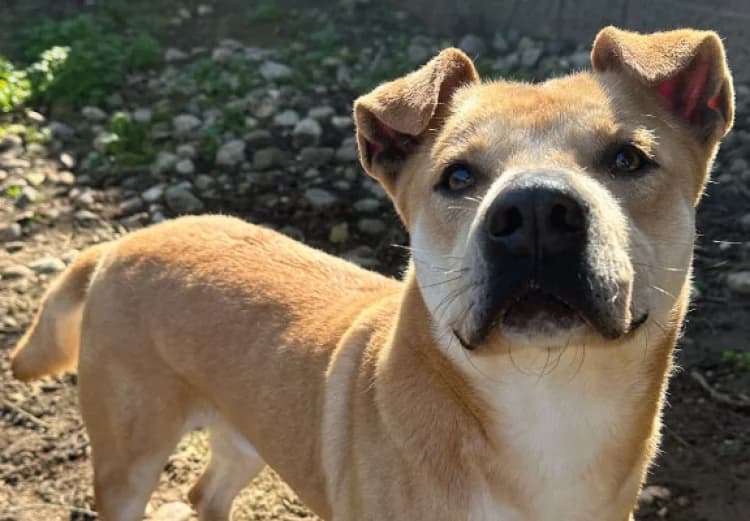 Brasa, male puppy mixed breed for adoption at Sítio dos Animais — Sintra, Sintra