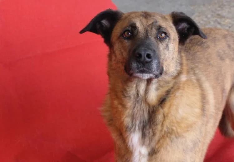 CLARK, male puppy Mixed Breed for adoption at Sítio dos Animais — Sintra, Sintra