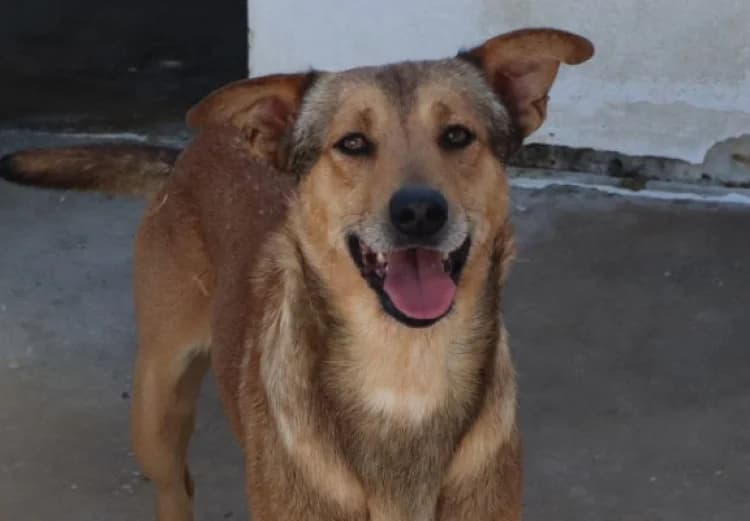 DINGO, male puppy Mixed Breed for adoption at Sítio dos Animais — Sintra, Sintra