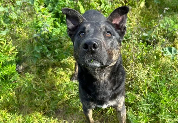 Jony, male puppy mixed breed for adoption at Sítio dos Animais — Sintra, Sintra
