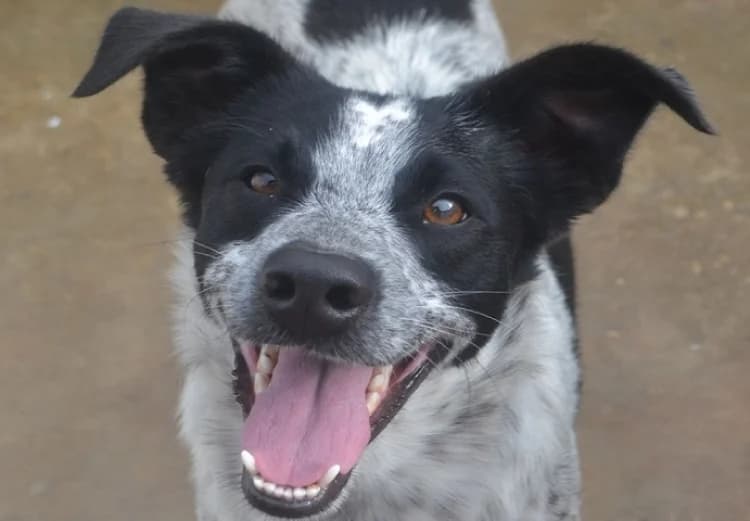 Loki, male puppy mixed breed for adoption at Sítio dos Animais — Sintra, Sintra