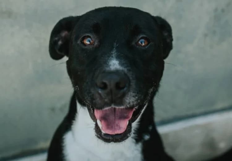 LUCKY LUKE, male puppy Mixed Breed for adoption at Sítio dos Animais — Sintra, Sintra