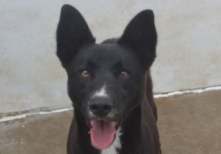 Max, male puppy mixed breed for adoption at Sítio dos Animais — Sintra, Sintra