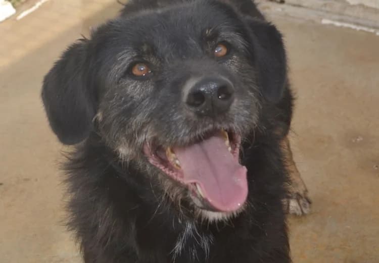 Pinot, male puppy Mixed Breed for adoption at Sítio dos Animais — Sintra, Sintra