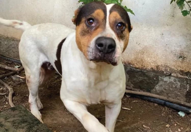 Stone, male puppy mixed breed for adoption at Sítio dos Animais — Sintra, Sintra