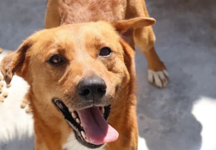 TEO, male puppy Mixed Breed for adoption at Sítio dos Animais — Sintra, Sintra