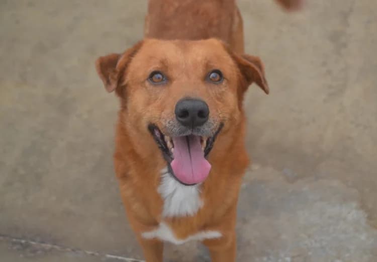 Teo, male puppy mixed breed for adoption at Sítio dos Animais — Sintra, Sintra