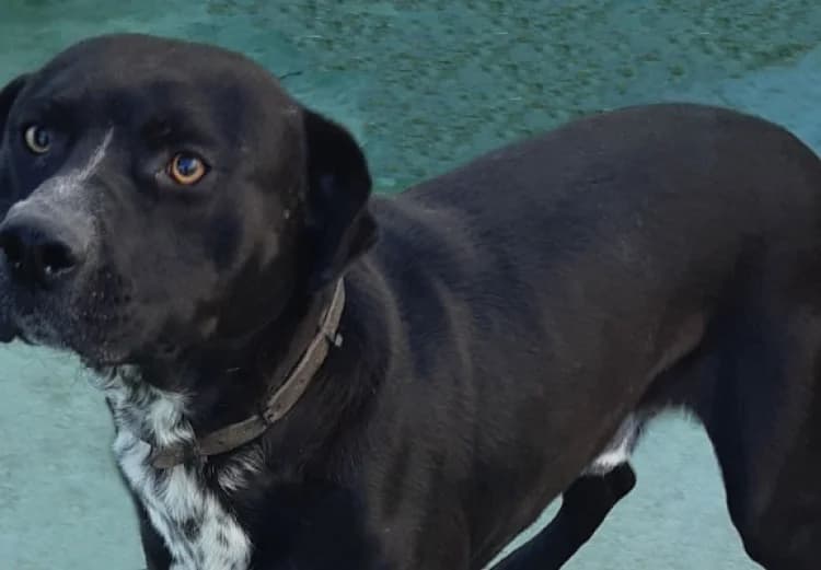 Watson, male puppy mixed breed for adoption at Sítio dos Animais — Sintra, Sintra
