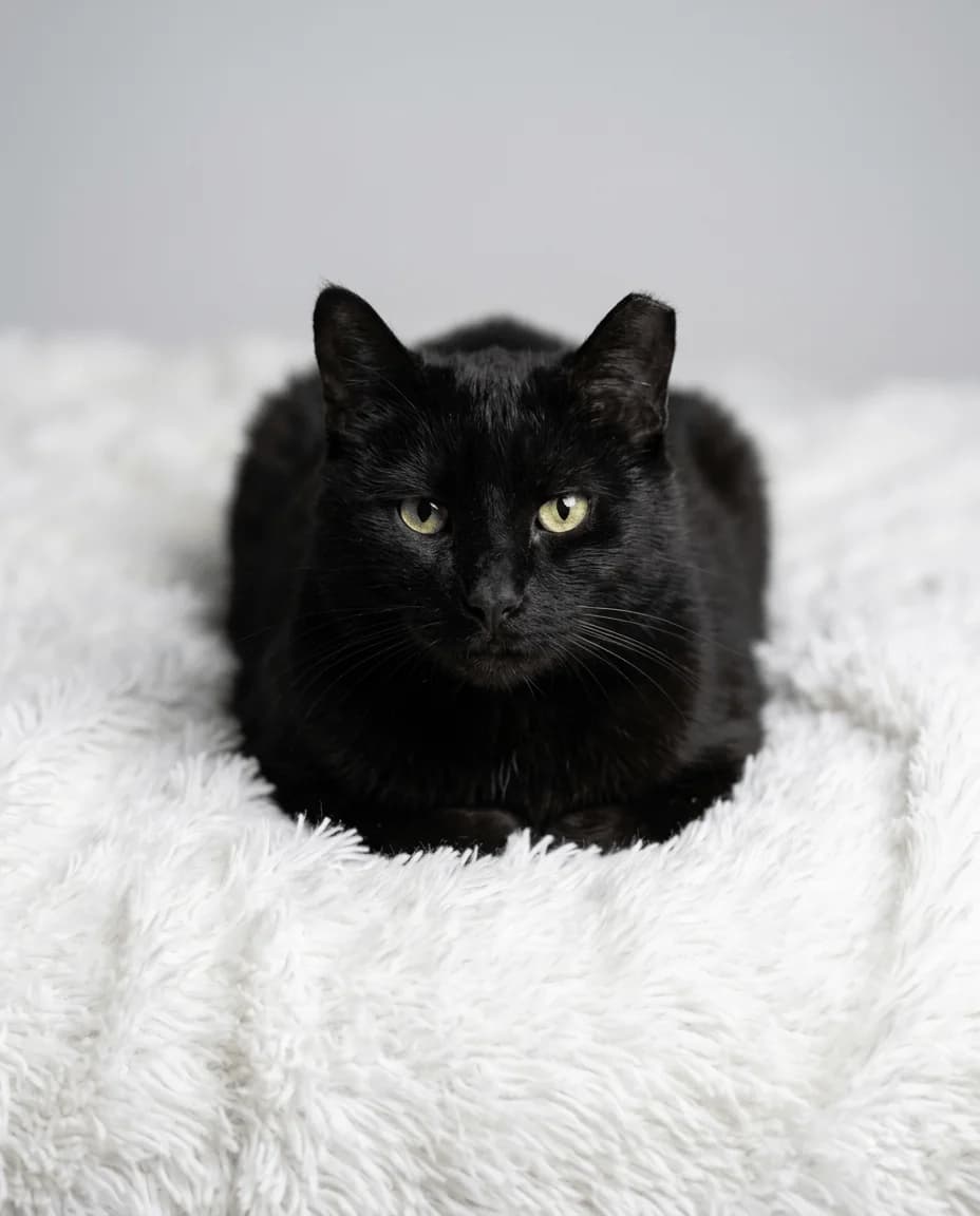 ZORRO (menino) - adotado ❤️, male young Mixed Breed for adoption at SOS Gatinhos Setúbal
