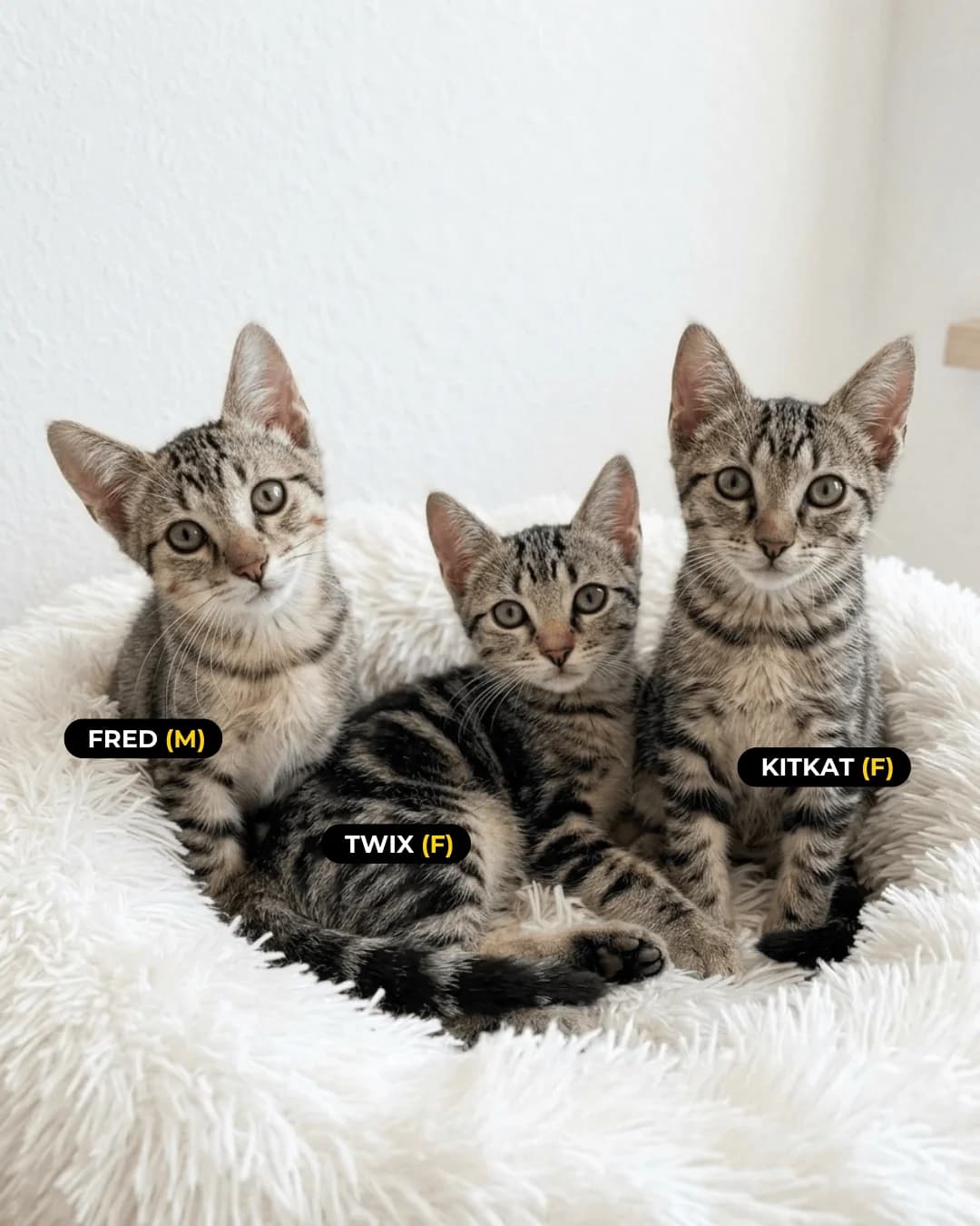 NINHADA DA ANA SOFIA, male Mixed Breed for adoption at SOS Gatinhos Setúbal