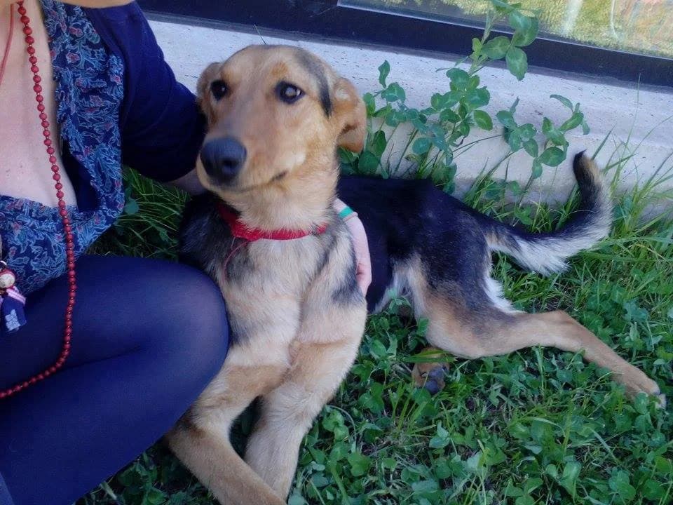 Kyra, female young Mixed Breed for adoption at Animal Protection Society - SPA Guimarães, -446 Guimarães
