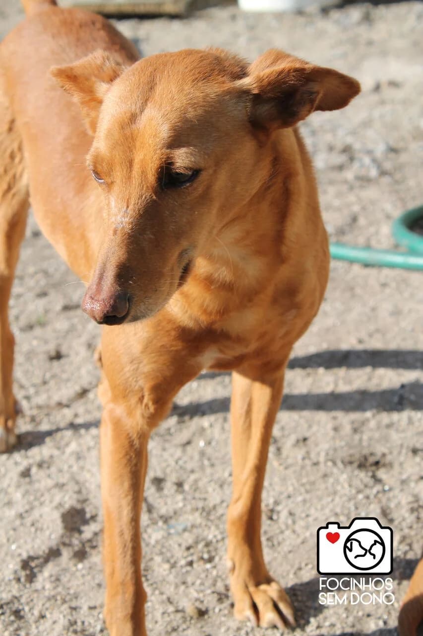 Jane, female 3yo Mixed Breed for adoption at Animal Protection Society - SPA Guimarães, -446 Guimarães
