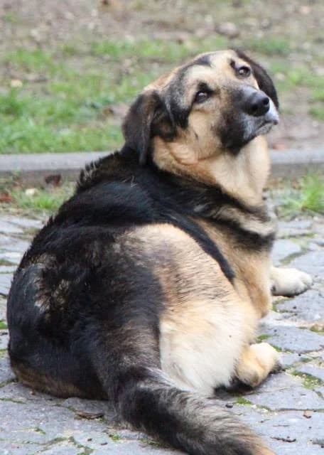 Sammy, male 3yo Mixed Breed for adoption at Animal Protection Society - SPA Guimarães, -446 Guimarães