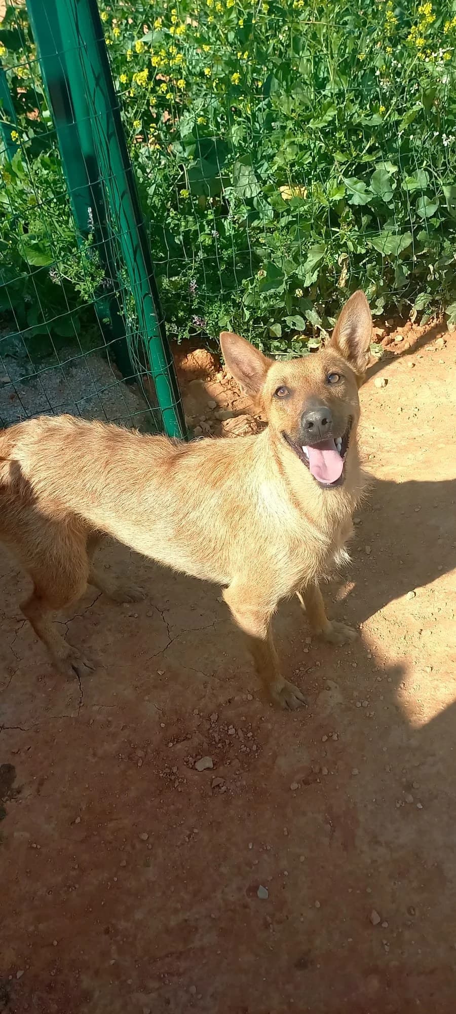 Alegria, female 5yo mixed breed for adoption at Tiny Shelter Portugal, Albufeira