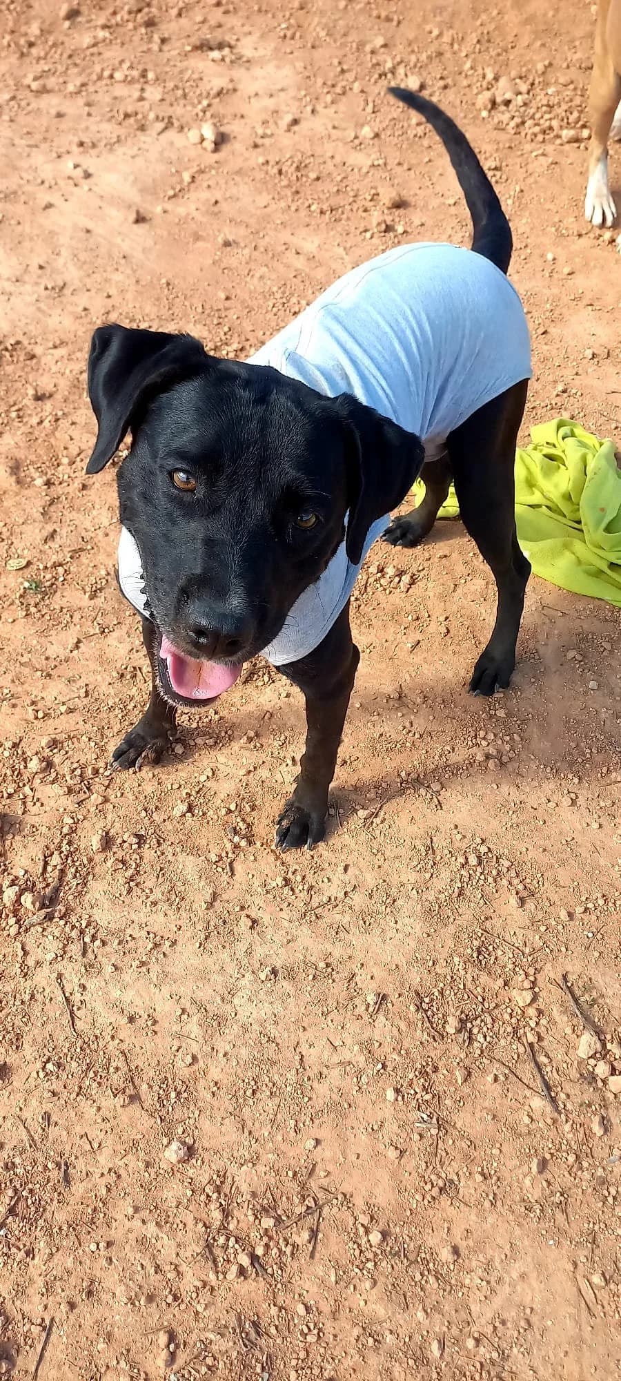 Pantera, female 6yo Pit Bull Terrier for adoption at Tiny Shelter Portugal, Albufeira