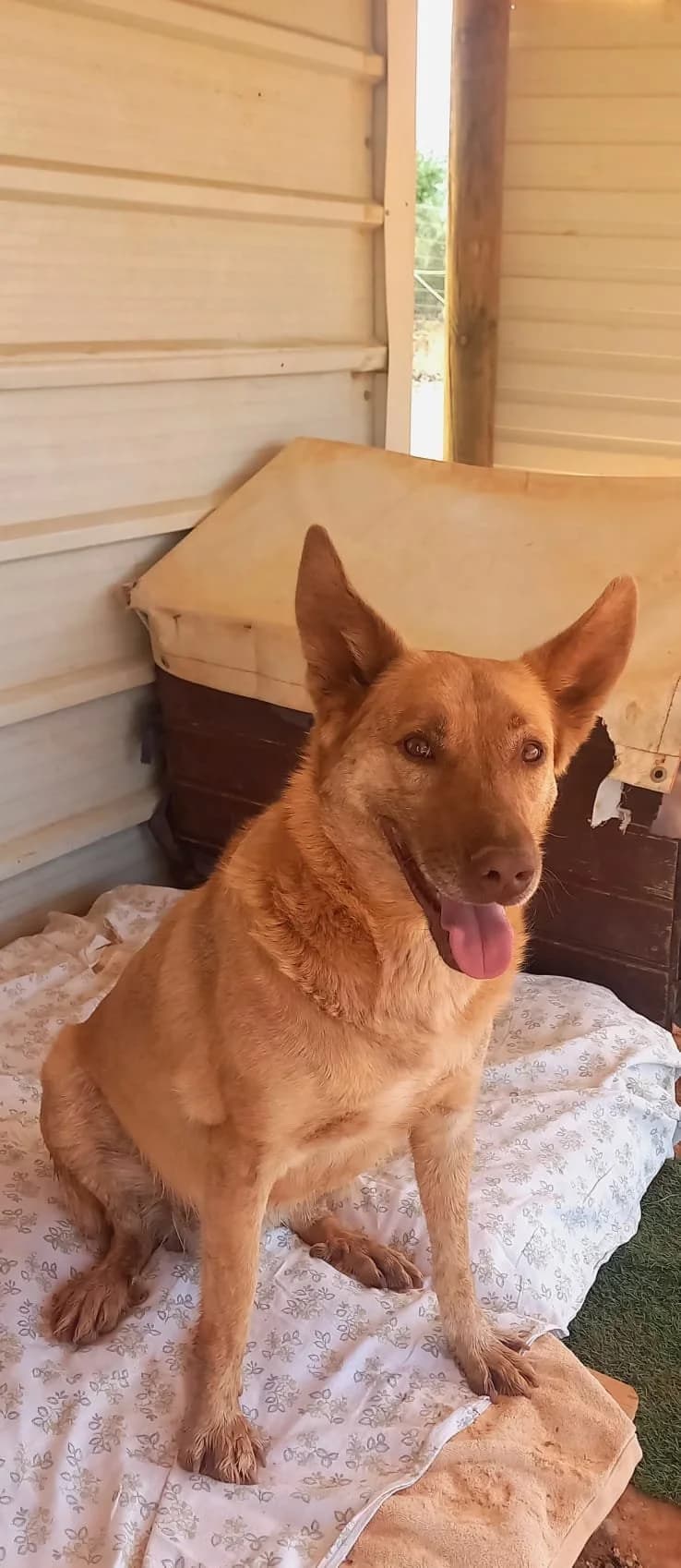 Rex, male 6yo mixed breed for adoption at Tiny Shelter Portugal, Albufeira