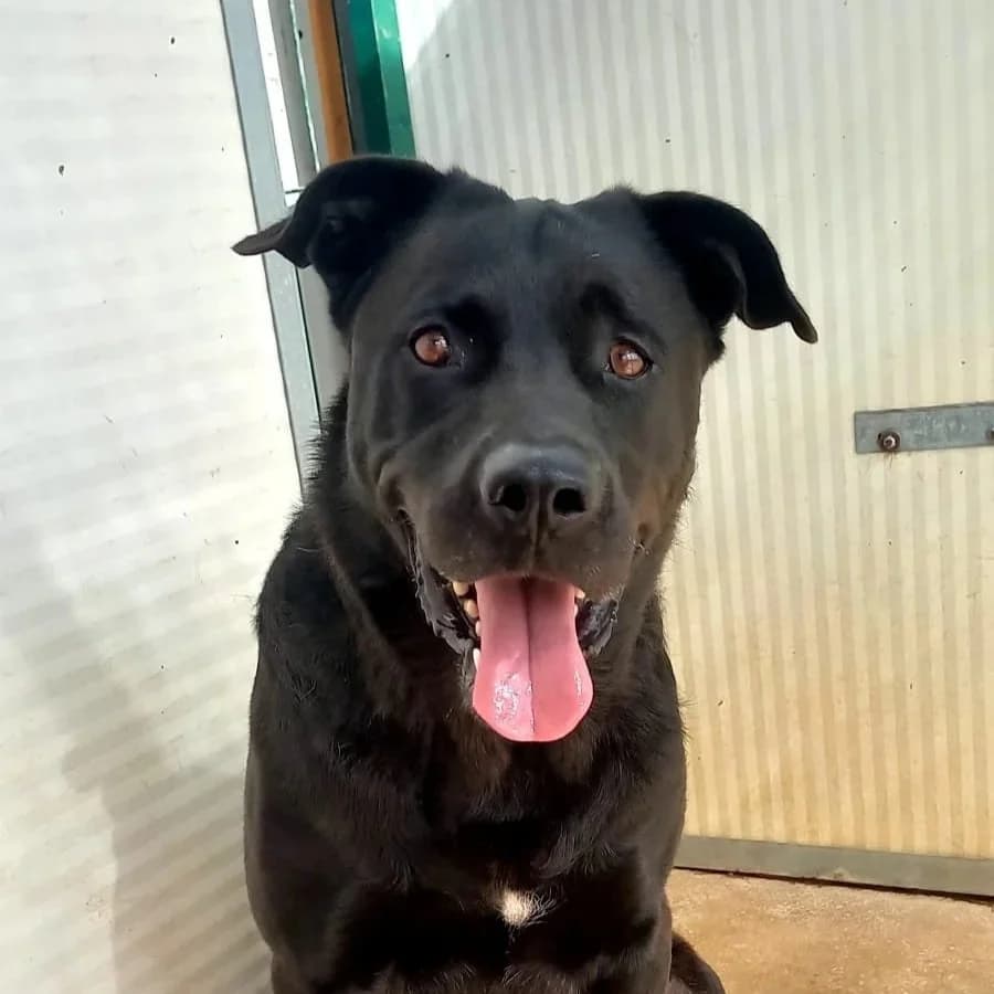 Noddy, male 4yo Mixed Breed for adoption at Tiny Shelter Portugal, Albufeira