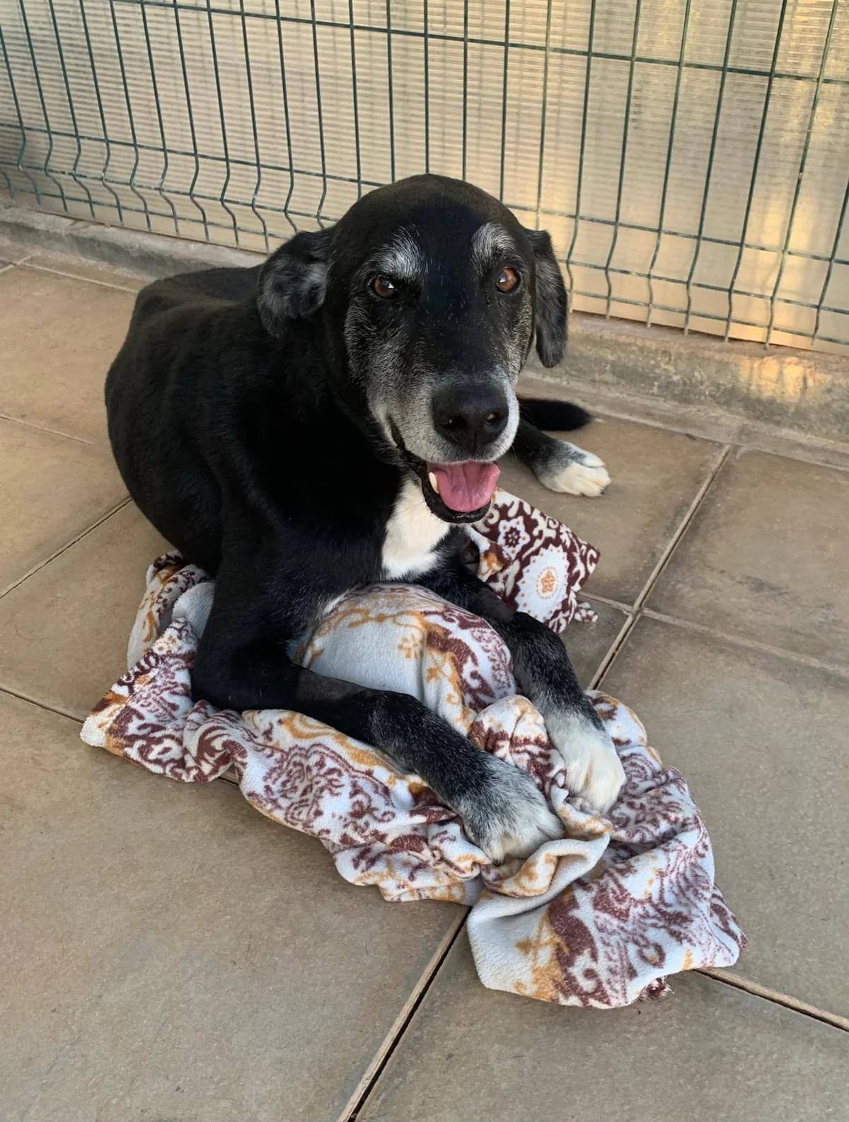 Negrào, male senior Mixed Breed for adoption at Tiny Shelter Portugal, Albufeira