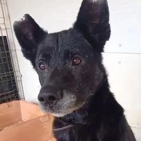 Dipso, male 7yo Mixed Breed for adoption at Tiny Shelter Portugal, Albufeira