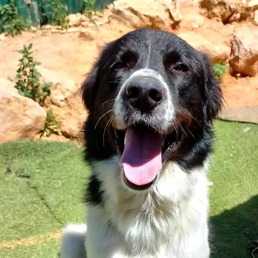 Thorin, male young Border Collie for adoption at Tiny Shelter Portugal, Albufeira