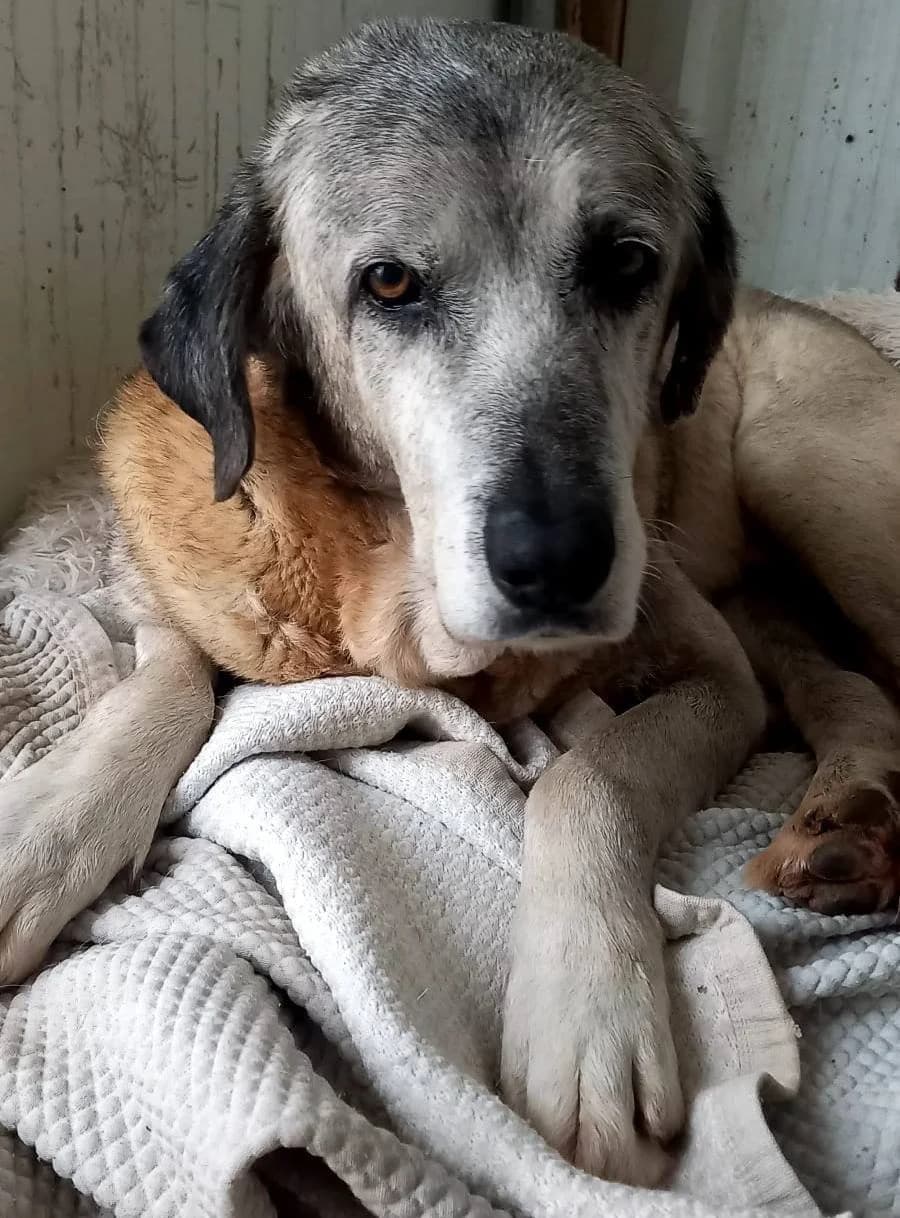 Joca, male senior Mixed Breed for adoption at Tiny Shelter Portugal, Albufeira