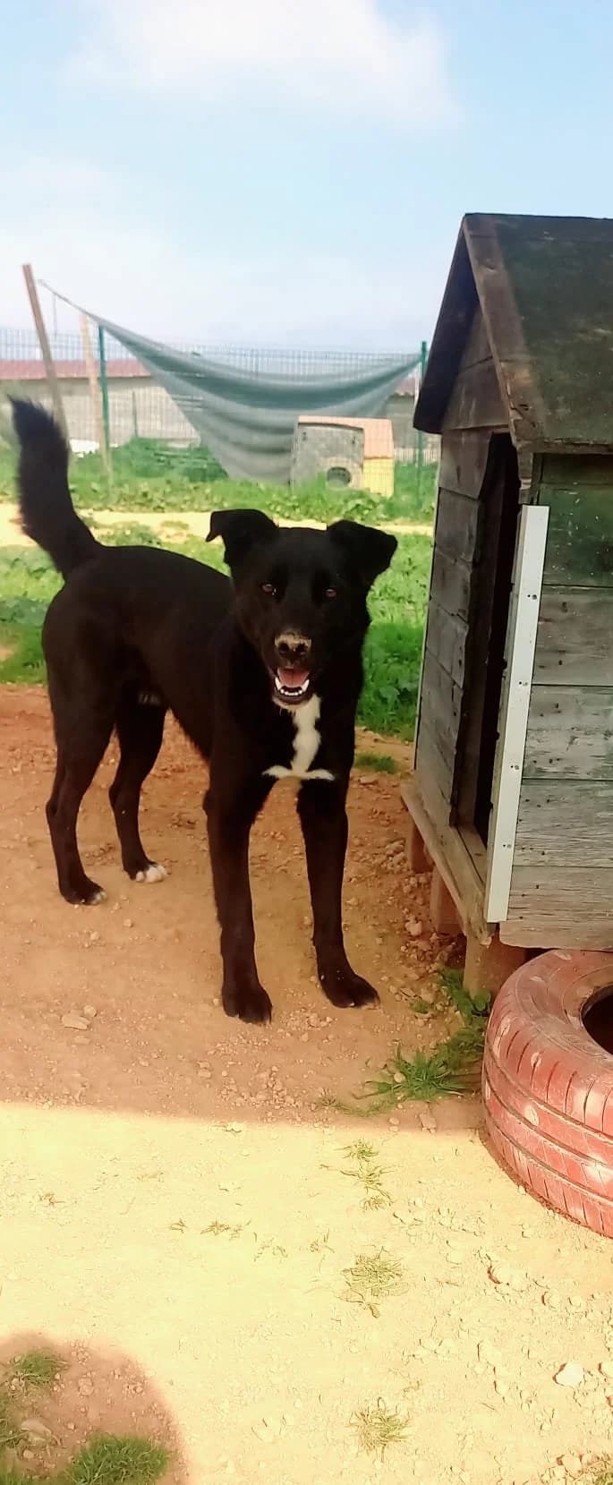 Boyo, male 3yo Mixed Breed for adoption at Tiny Shelter Portugal, Albufeira
