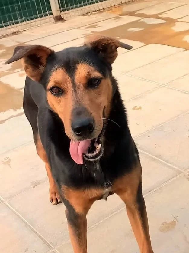 Pluto, male senior Mixed Breed for adoption at Tiny Shelter Portugal, Albufeira