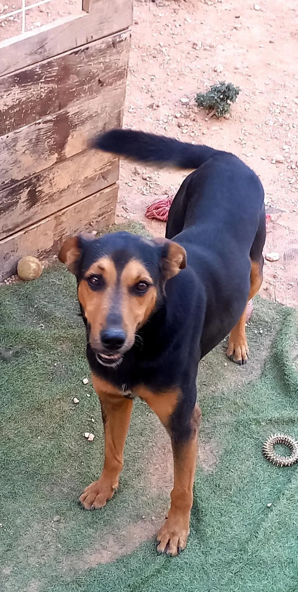 Pluto, male senior Mixed Breed for adoption at Tiny Shelter Portugal, Albufeira