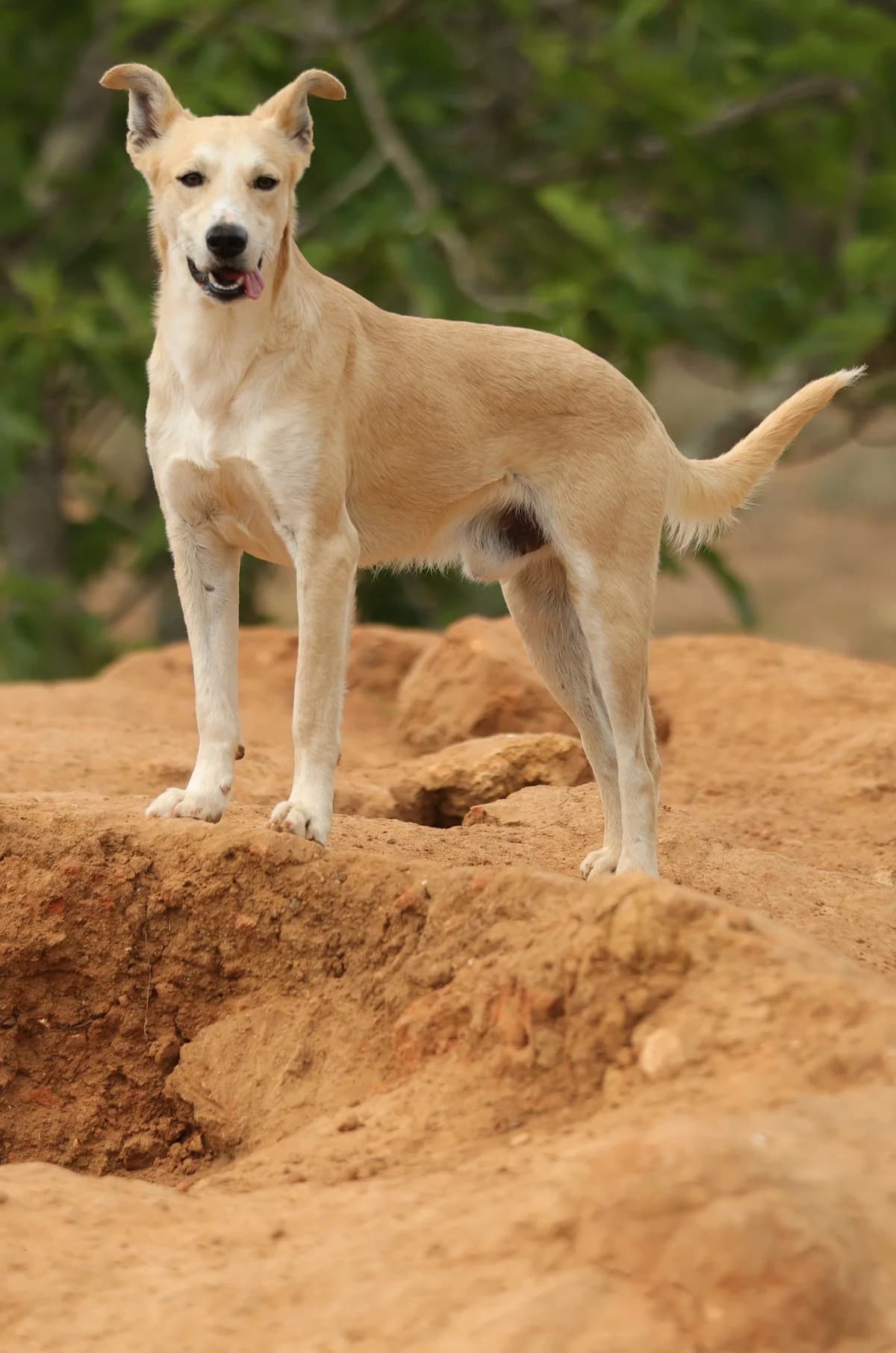Snowy, male 5yo mixed breed for adoption at Tiny Shelter Portugal, Albufeira
