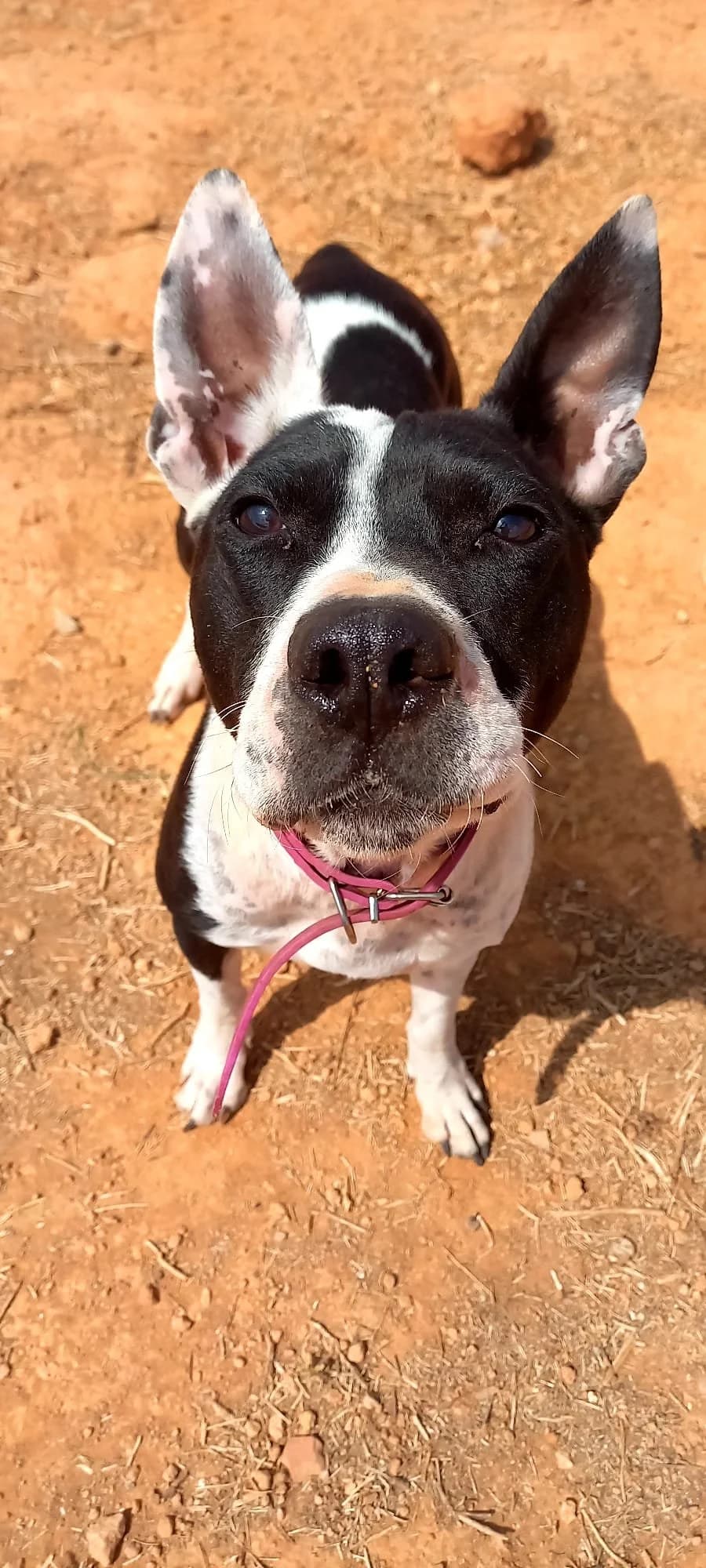 Uzzy, female 7yo Pit Bull Terrier for adoption at Tiny Shelter Portugal, Albufeira