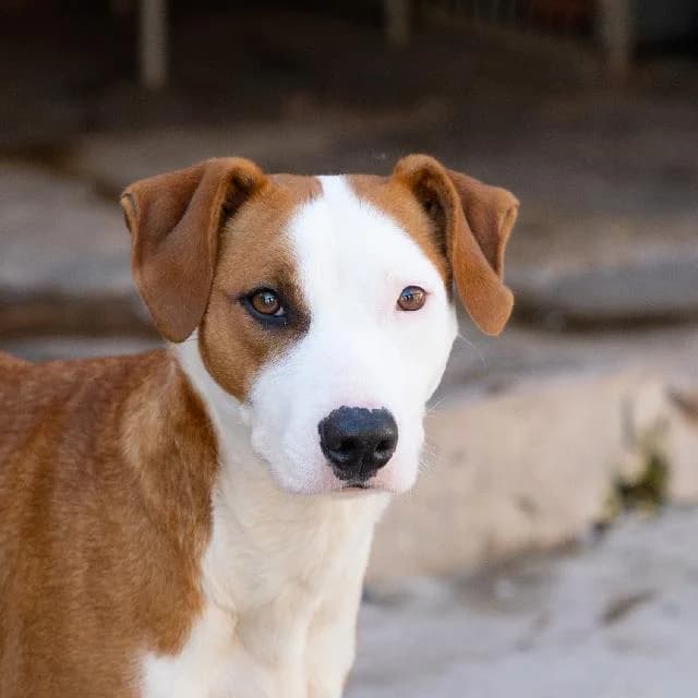 Nischa - 4 ano(s) e, Curto female puppy mixed breed for adoption at União Zoófila, Lisboa