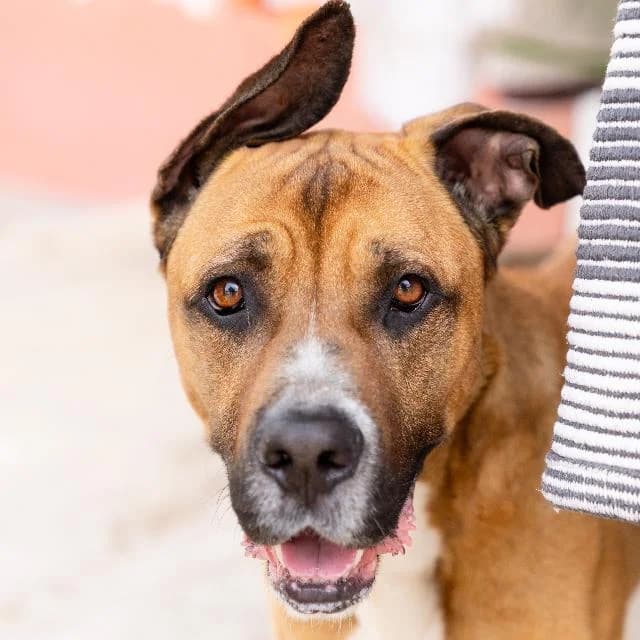 Marmaduke - 10 ano(s) e, Curto male puppy mixed breed for adoption at União Zoófila, Lisboa