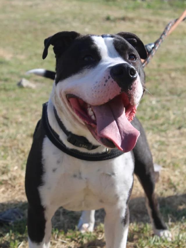 Zeppelin - 3 ano(s) e, Curto male puppy mixed breed for adoption at União Zoófila, Lisboa