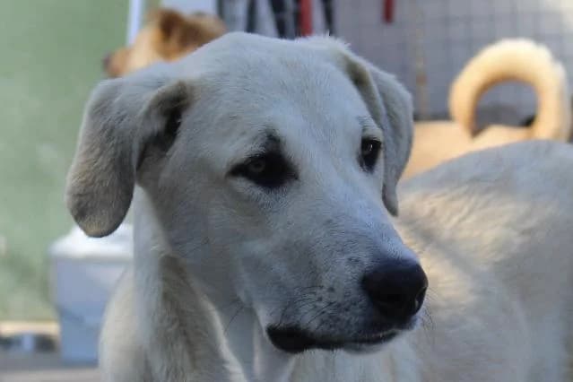 Twinkle - 1 ano(s) e, Curto male puppy mixed breed for adoption at União Zoófila, Lisboa