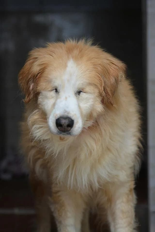Marmelo - 11 ano(s) e, Comprido e Liso male puppy mixed breed for adoption at União Zoófila, Lisboa