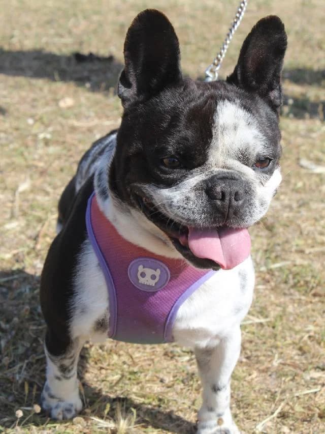 Kiko Bull - 6 ano(s) e, Curto male puppy mixed breed for adoption at União Zoófila, Lisboa
