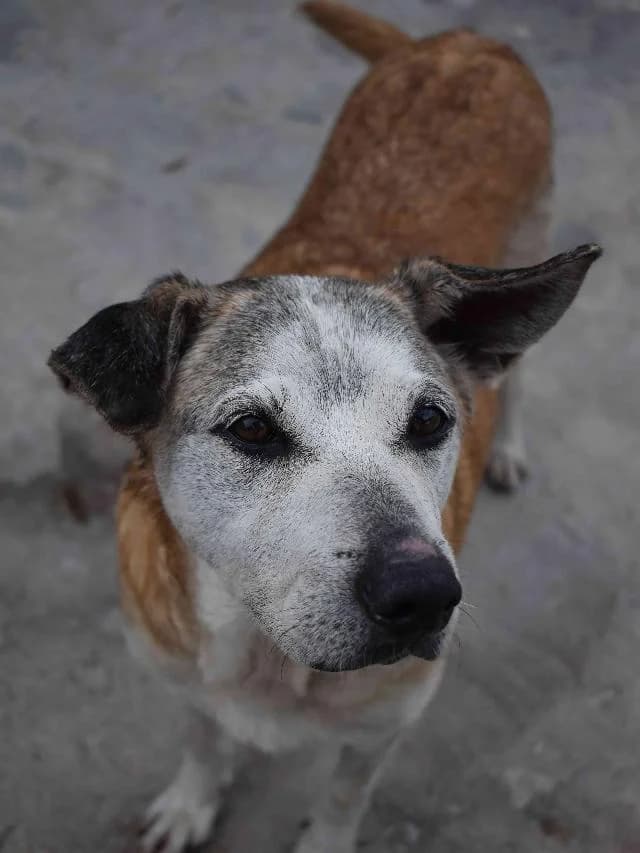Miúda - 10 ano(s) e, Curto female puppy mixed breed for adoption at União Zoófila, Lisboa