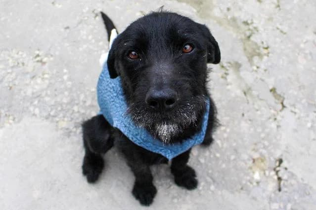 Frodo - 2 ano(s) e, Médio e Liso male puppy mixed breed for adoption at União Zoófila, Lisboa
