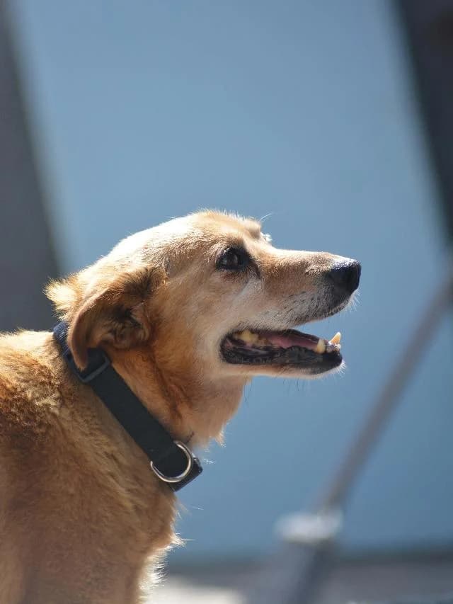 Luigi - 10 ano(s) e, Curto e Sedoso male puppy mixed breed for adoption at União Zoófila, Lisboa