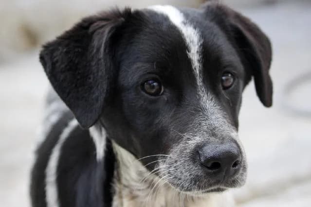 Lily - 1 ano(s) e, Curto female puppy mixed breed for adoption at União Zoófila, Lisboa