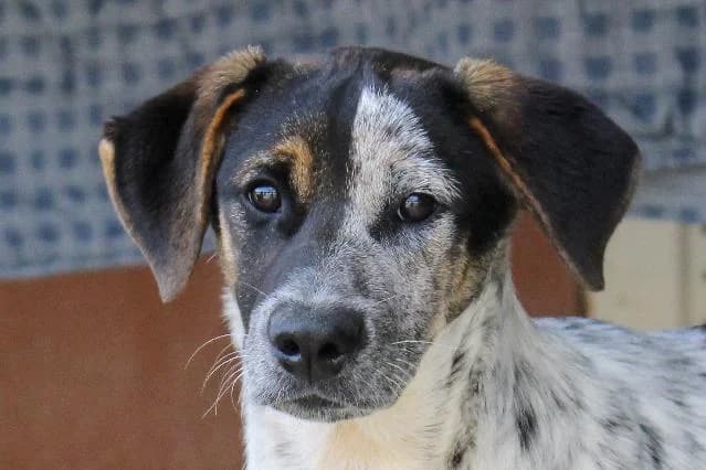 Marshal - 1 ano(s) e, Curto male puppy mixed breed for adoption at União Zoófila, Lisboa