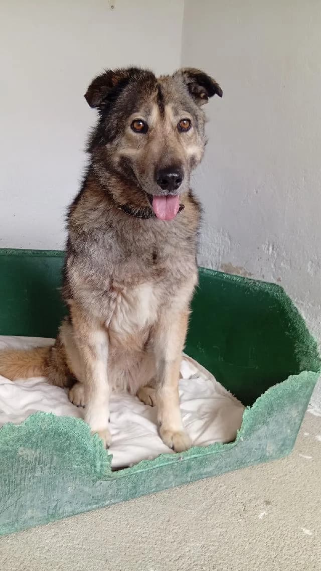 Muffina - 7 ano(s) e, Comprido e Liso female puppy mixed breed for adoption at União Zoófila, Lisboa