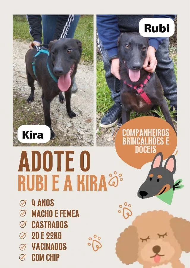 Rubi e Kira - 4 ano(s) e, Curto female puppy mixed breed for adoption at União Zoófila, Lisboa