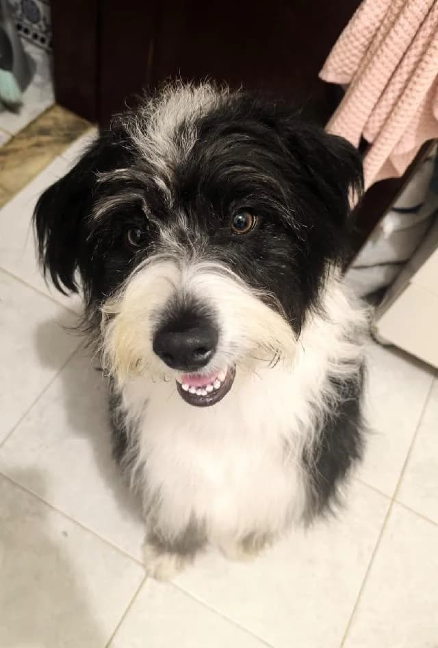 Oreo, Médio e Ondulado male 3yo mixed breed for adoption at União Zoófila, Lisboa